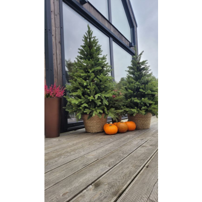 Choinka sztuczna Świerk kaukaski w donicy